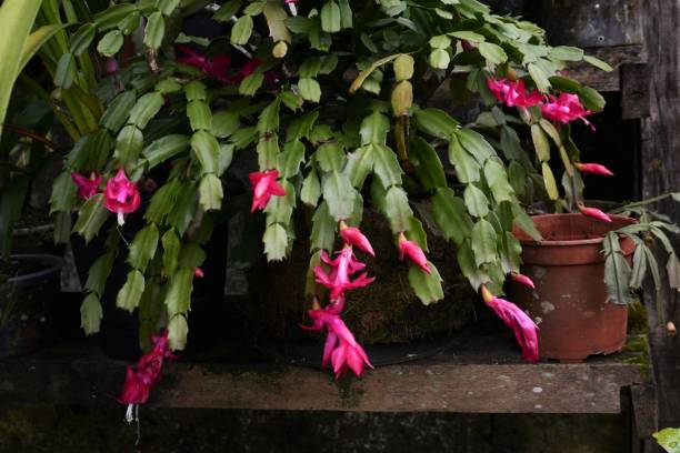 istock Beautiful flower of May 806837950