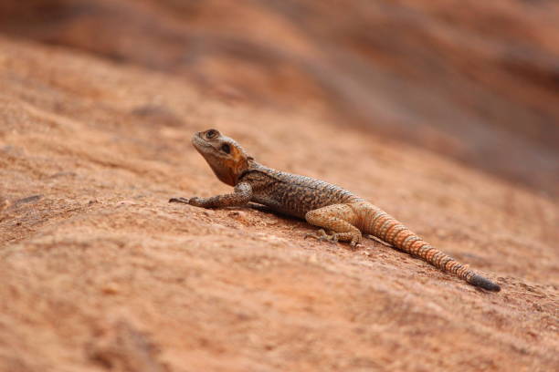 istock Uromastyx-the big vegetarian spiny-tailed lizard, Wadi Rum, Jordan 806837980