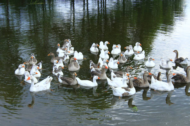 istock flight of domestic geese swimming on the river 806838366