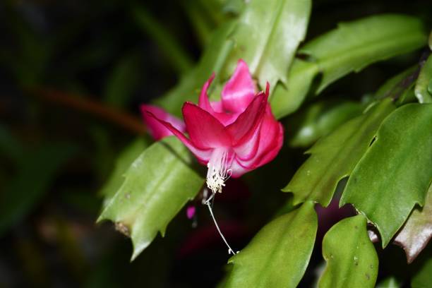 istock Beautiful flower of May 806838388