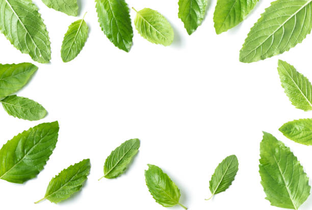 istock Holy basil , Ocimum sanctum leaf isolated 806847190