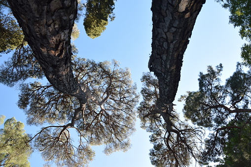 Treetops, trunks and bark of the Mediterranean Parasol pine (Pinus pinea) trees
