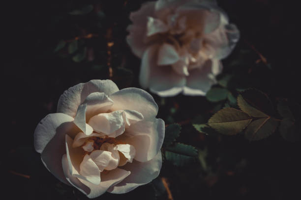 istock White flowers of a tea rose close-up background 806853740