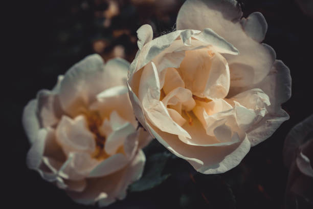 istock White flowers of a tea rose close-up background 806853752