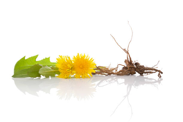 Dandelion background, herbal remedy. Dandelion background, herbal remedy. Dandelion flower, leaves and root isolated on white background. dandelion root stock pictures, royalty-free photos & images