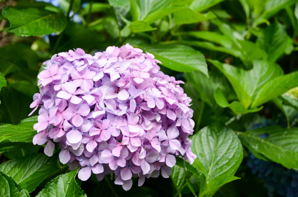 istock Hydrangea, Kasumi Park (Narashino, Chiba, Japan)ashino, Chiba, Japan) 806857532