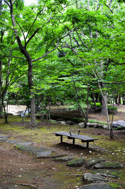 passeio em verde tenro, kasumi park (narashino, chiba, japão) - footpath tree japan stepping stone - fotografias e filmes do acervo