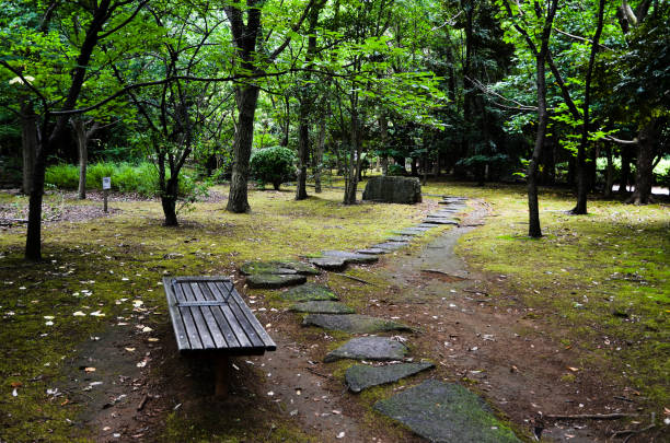 passeio em verde tenro, kasumi park (narashino, chiba, japão) - footpath tree japan stepping stone - fotografias e filmes do acervo