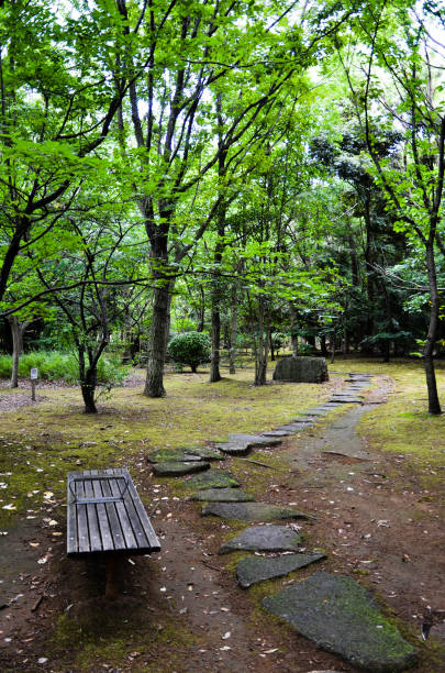 passeio em verde tenro, kasumi park (narashino, chiba, japão) - footpath tree japan stepping stone - fotografias e filmes do acervo