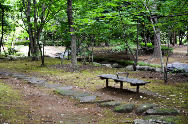 passeio em verde tenro, kasumi park (narashino, chiba, japão) - footpath tree japan stepping stone - fotografias e filmes do acervo