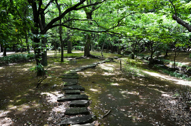 passeio com filtterded de luz solar através de árvores em verde tenro, kasumi park (narashino, chiba, japão) - footpath tree japan stepping stone - fotografias e filmes do acervo