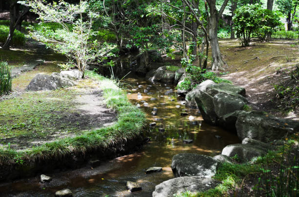 passeio com filtterded de luz solar através de árvores em verde tenro, kasumi park (narashino, chiba, japão) - footpath tree japan stepping stone - fotografias e filmes do acervo