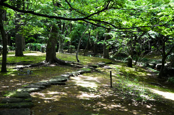 passeio com filtterded de luz solar através de árvores em verde tenro, kasumi park (narashino, chiba, japão) - footpath tree japan stepping stone - fotografias e filmes do acervo