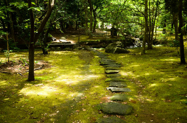 passeio com filtterded de luz solar através de árvores em verde tenro, kasumi park (narashino, chiba, japão) - footpath tree japan stepping stone - fotografias e filmes do acervo