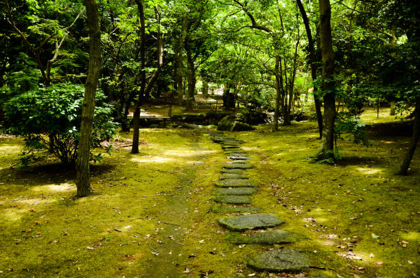 passeio com filtterded de luz solar através de árvores em verde tenro, kasumi park (narashino, chiba, japão) - footpath tree japan stepping stone - fotografias e filmes do acervo