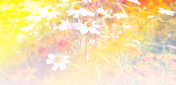istock field of white flowers 806858270