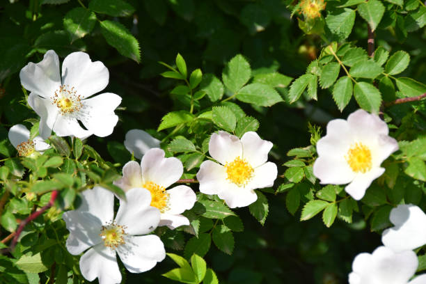 istock Flowers of Wild rose (Dog rose) bush (Rosa canina) 806858380