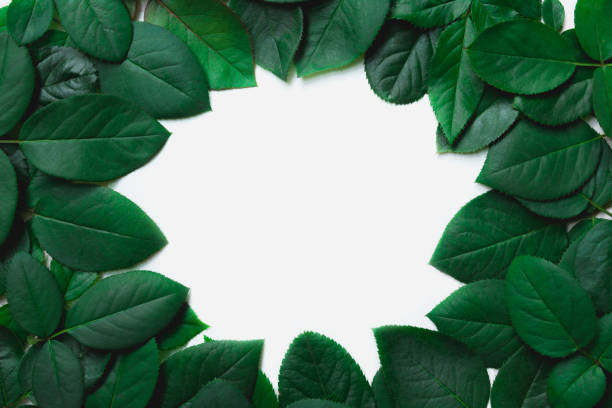 istock Green leaves border. Tree leaf frame isolated on white background with clipping path. 806861082