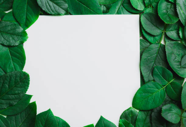 istock Green leaves border. Tree leaf frame isolated on white background with clipping path. 806861154