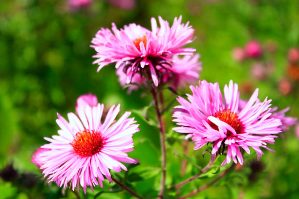 istock red asters in the garden 806861222