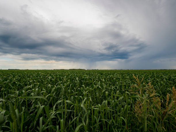 istock farm crops in a big green field: 806863878