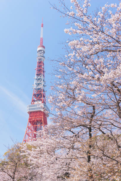 istock Tokyo tower and Cherry Blossoms 806864052