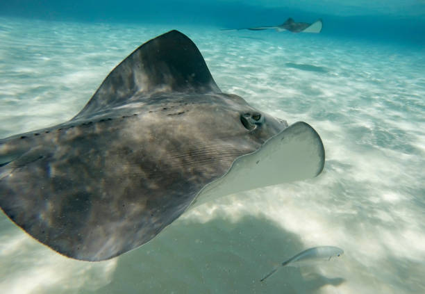 istock Stingray City Stingrays Grand Cayman Island Underwater 806864570