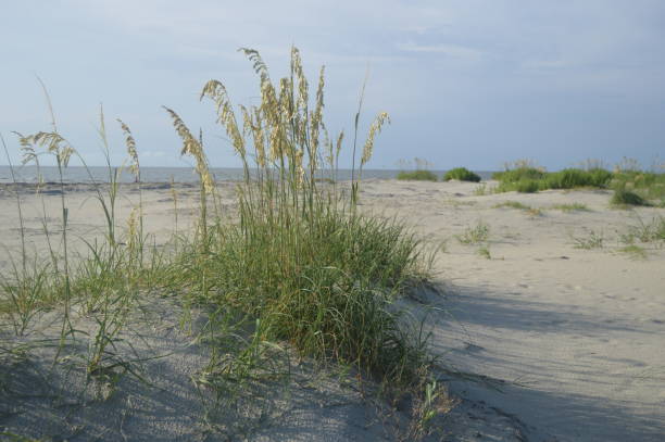 plage de saint-simon island, ga - dorothy photos et images de collection