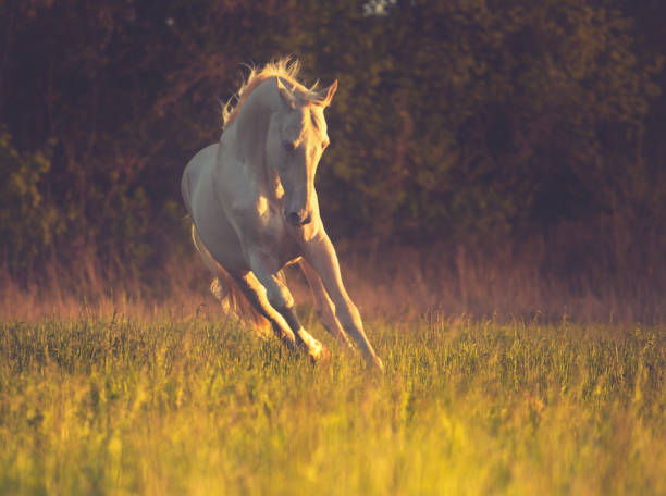 istock Cremello horse runs on the grass on dark forest background 806869926