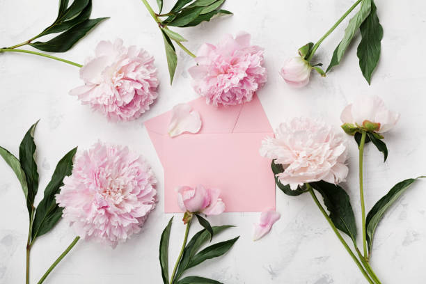 Pink peony flowers, envelope and paper card on white stone table top view in flat lay style. Greeting concept. Pink peony flowers, envelope and paper card on white stone table top view in flat lay style. Greeting concept. Vintage. pink envelope stock pictures, royalty-free photos & images