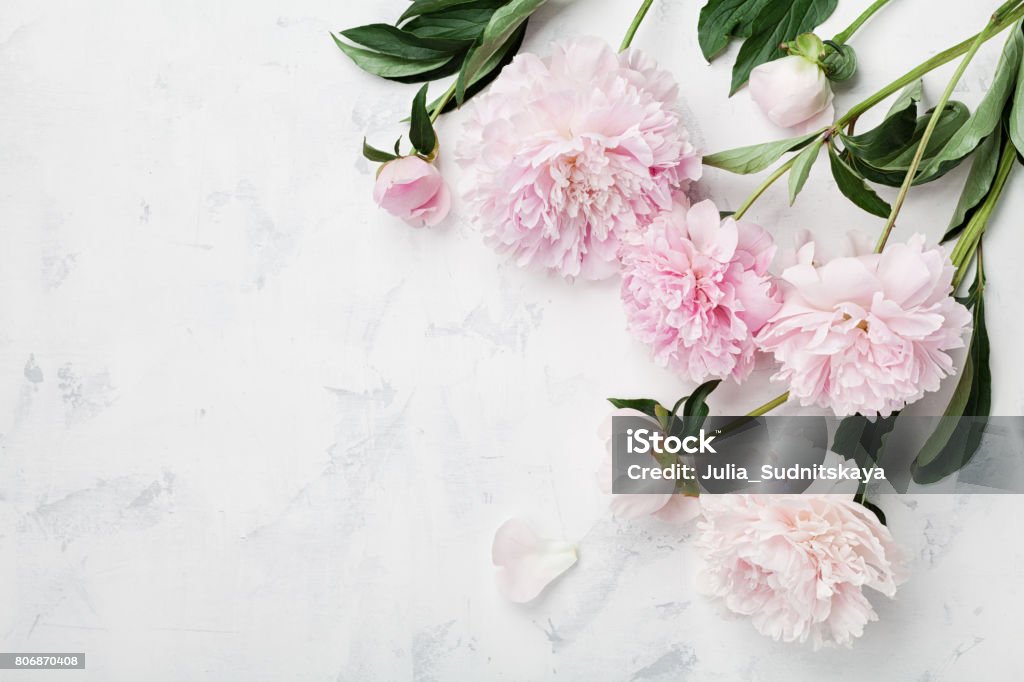 Schöne rosa Pfingstrose Blumen auf weißen Tisch mit textfreiraum für Ihre Top-Text anzeigen. Flach zu legen. - Lizenzfrei Blume Stock-Foto