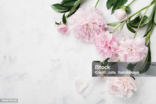 Photo libre de droit de Fleurs De Pivoine Rose Magnifique Sur Tableau Blanc Avec Espace De Copie Pour Votre Haut Du Texte Découvre Poser De Plat banque d'images et plus d'images libres de droit de Fleur - Flore