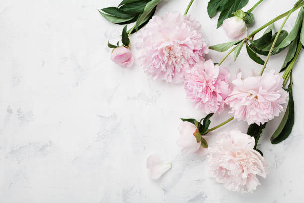 テキスト上部のコピー スペースの白いテーブルの上の美しいピンクの牡丹の花を見る。フラットが横たわっていた。