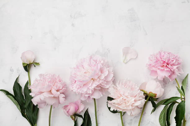 istock Wonderful pink peony flowers on white stone table with copy space for your text. Flat lay style. 806870506