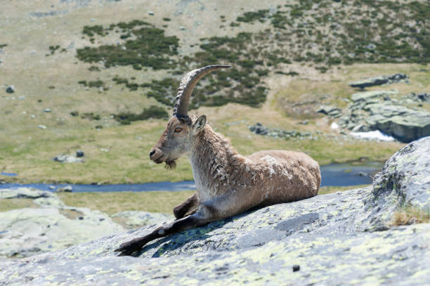 istock goat lying on the stone of the Gredos mountain 806873242