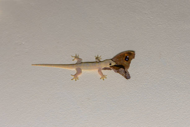 istock Common house gecko with butterfly in mouth 806873350