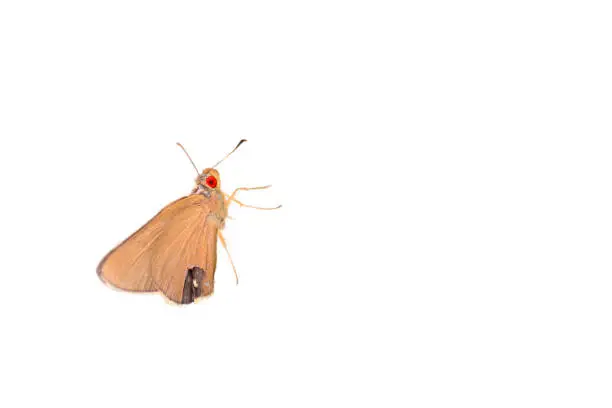 Common Redeye Butterfly,isolated on white background