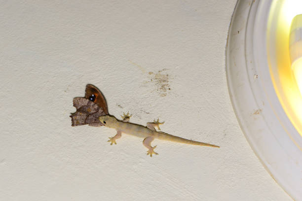 istock Common house gecko eating butterfly on the ceiling 806873462