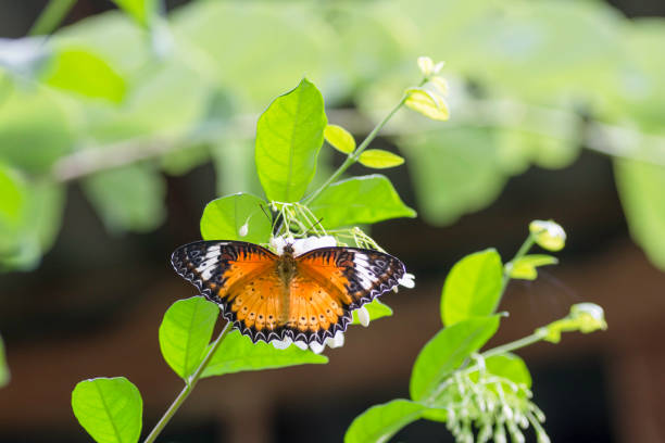 istock Leopard Lacewing butterfly are sucking nectar from pollen with morning sun. 806873526