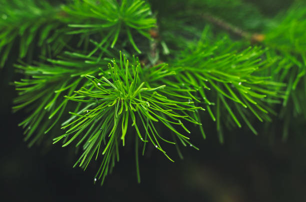 istock Young FIR branch closeup 806873658
