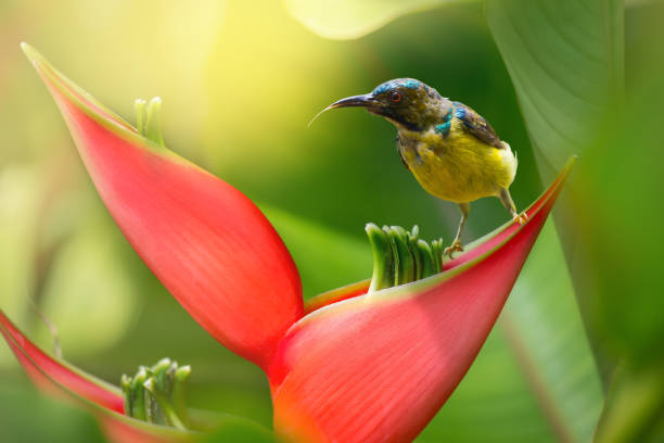 istock Brown-throated sunbird drinking nectar from Heliconia flower 806879890