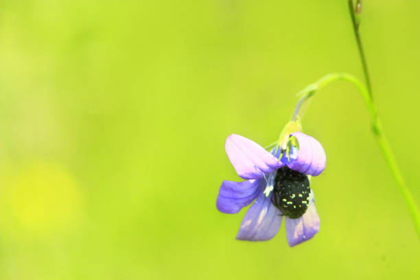 istock beetle climbs into the flower of Campanula patula 806880222