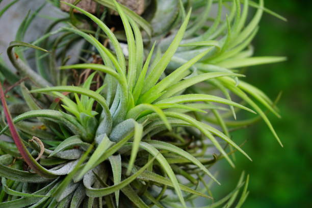 Bromeliad tree growth on the wood