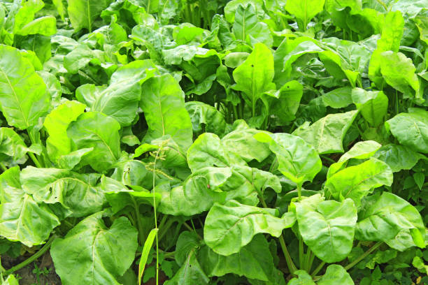 istock Green bed of the fresh beet 806883766