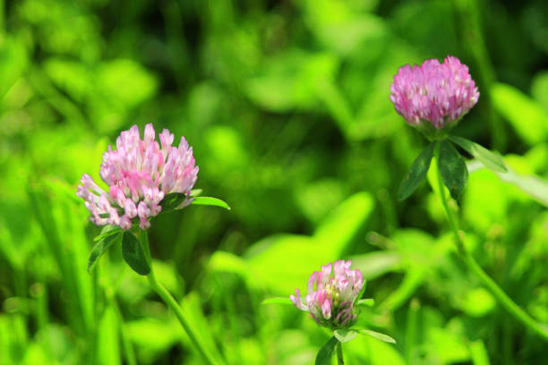 istock Pink flowers of clover 806883908