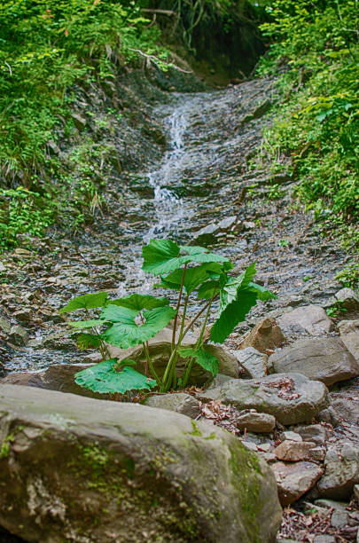 istock A stream in the mountains flows along the rocks and a stormy waterfall 806883918