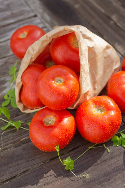 istock Tomatos outdoors 806884720