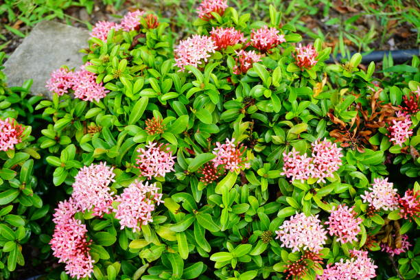 istock Pink flower spike, Rubiaceae flower, Ixora coccinea 806884838