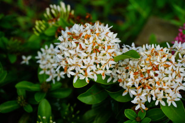 Alev çiçeği (Ixora brevifolia) 1