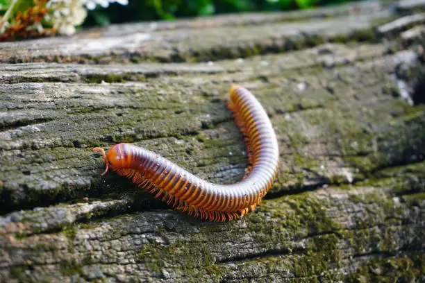 Photo of Red Millipede